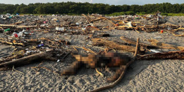 Localizan cuerpo putrefacto