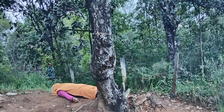 Se colgó de un árbol