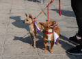 Canícula también pone en riesgo a mascotas