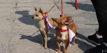 Canícula también pone en riesgo a mascotas