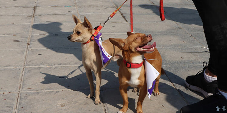 Canícula también pone en riesgo a mascotas