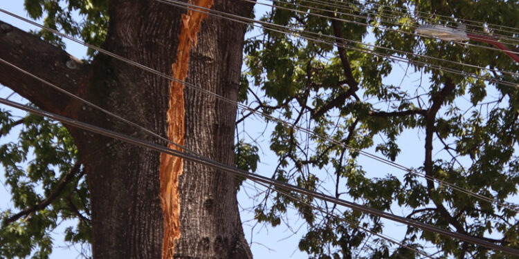Anuncian marcha por la vida y la familia