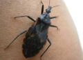 Alertan por desaparición de insectos