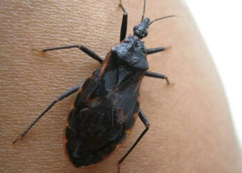 Alertan por desaparición de insectos