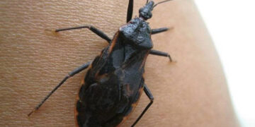 Alertan por desaparición de insectos