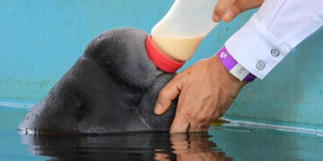 Mejoran Centro de Conservación del Manatí