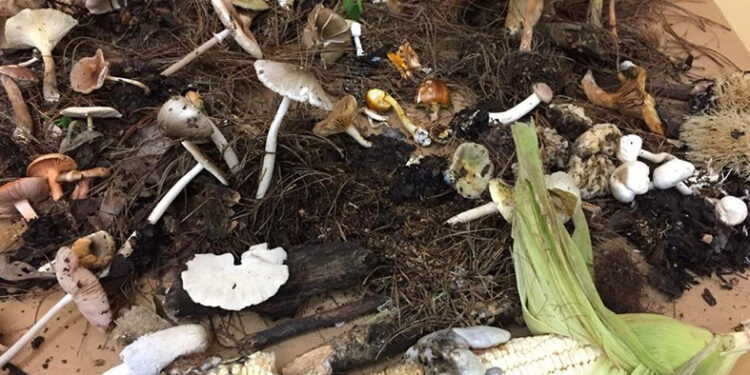 Hongos pueden ser una delicia mortal