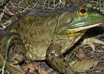 Se registran 331 especies invasoras