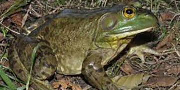 Se registran 331 especies invasoras