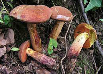 Estudian hongos para fines ambientales