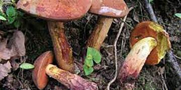 Estudian hongos para fines ambientales