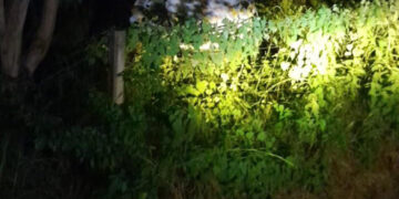 Se bajó a comer monte