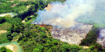 Sembrarán más de un millón de árboles