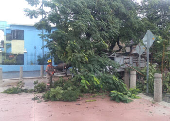 Valora el derribo de árboles en la ciudad