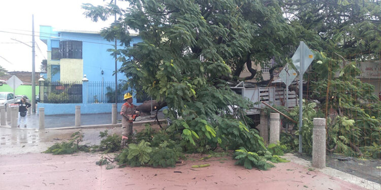 Valora el derribo de árboles en la ciudad