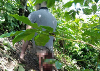 Colgaba de un árbol