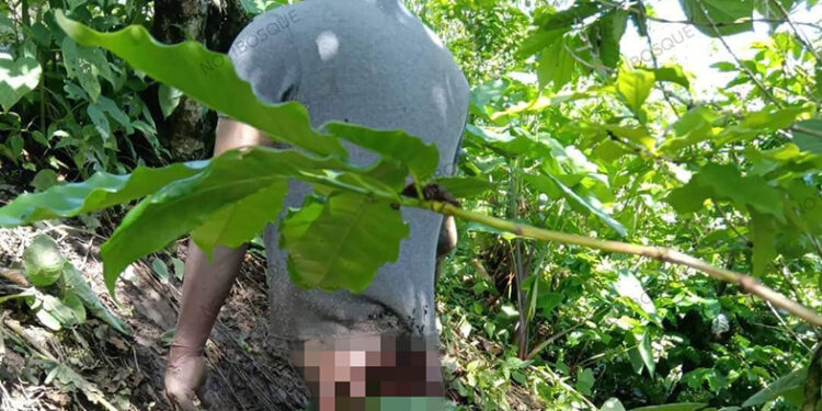 Colgaba de un árbol