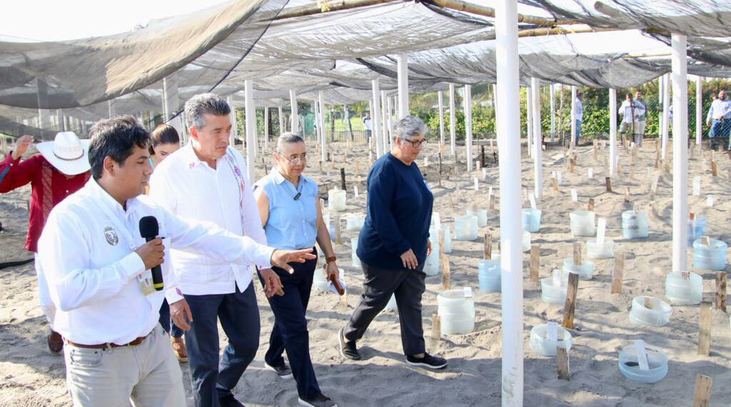 Fortalece acciones de protección y conservación de tortuga marina