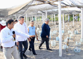 Fortalece acciones de protección y conservación de tortuga marina