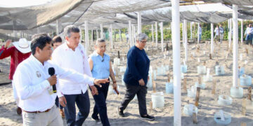 Fortalece acciones de protección y conservación de tortuga marina