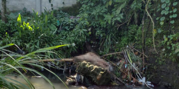 Localizan cadáver de mujer