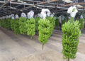 Encabeza Chiapas producción