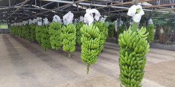 Encabeza Chiapas producción