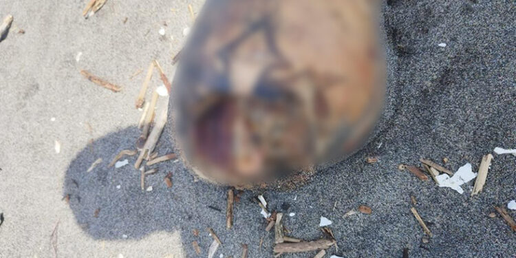 Apareció desmembrado en la playa