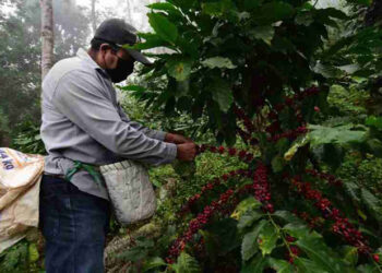 Precio de cosecha supera al de compra