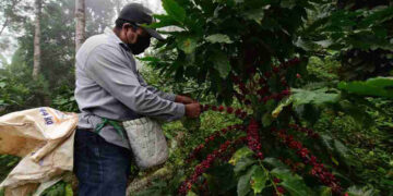 Precio de cosecha supera al de compra