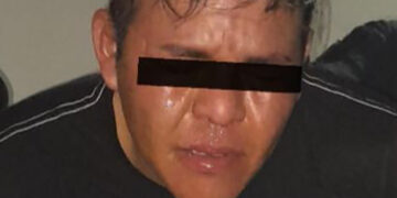 Caen dos ratas peludas