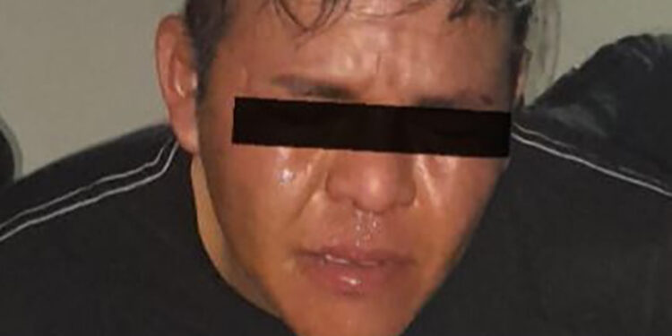 Caen dos ratas peludas