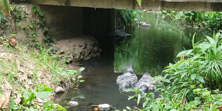 Localizan dos“embolsados”
