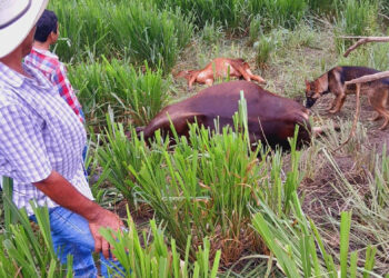 Carnita azada; vacas se electrocutan