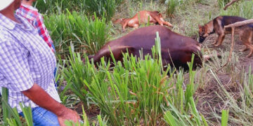 Carnita azada; vacas se electrocutan