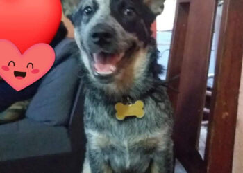Se robó una perrita y la envenenó