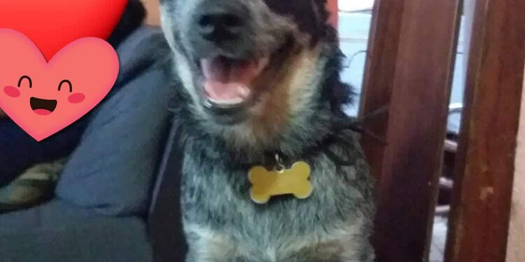 Se robó una perrita y la envenenó