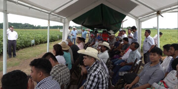 Le apuestan a la semilla convencional