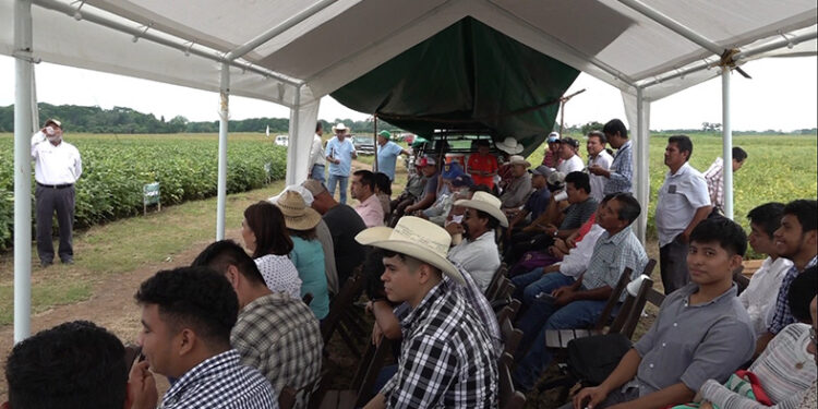 Le apuestan a la semilla convencional