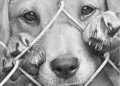 Endurecen sanciones por maltrato animal