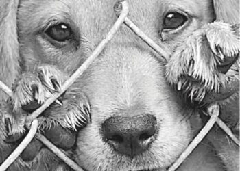 Endurecen sanciones por maltrato animal