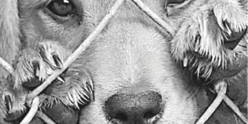 Endurecen sanciones por maltrato animal