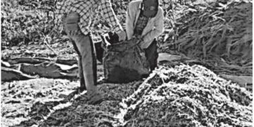 Escasez de lluvias afecta al forraje:ganaderos