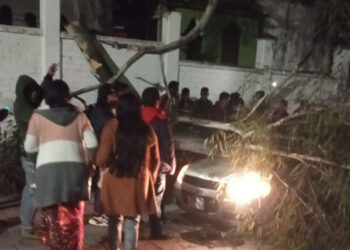 Cae árbol sobre auto