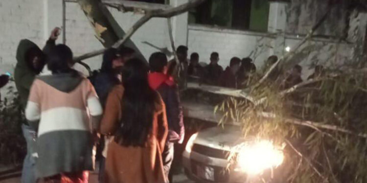 Cae árbol sobre auto