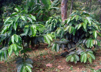 Crece cultivo en Chiapas