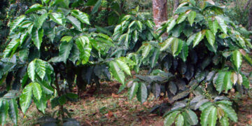 Crece cultivo en Chiapas