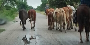 Mueven ganado por desbordamiento de ríos