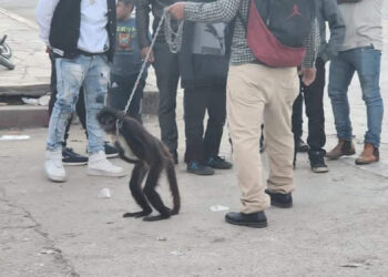 Pasean en las calles un mono araña