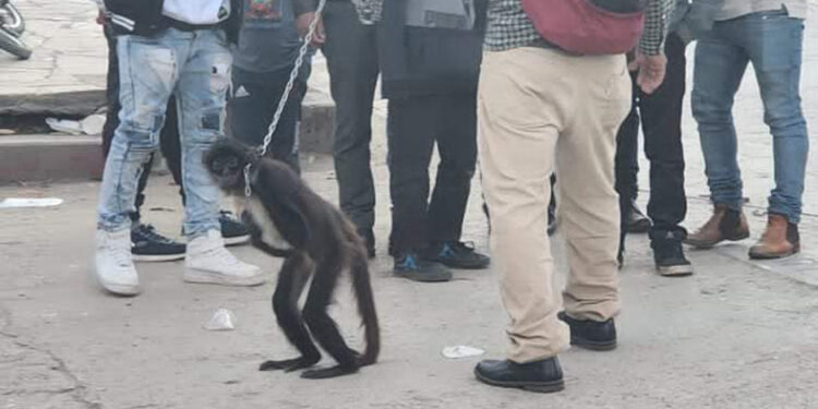 Pasean en las calles un mono araña
